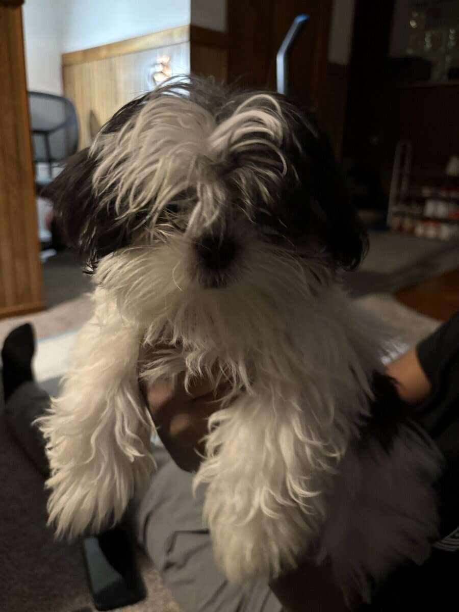 Puppy looking for forever home image 2