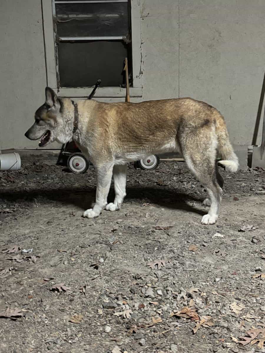 Max image 1