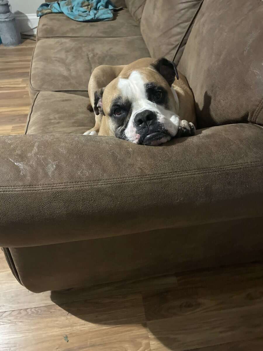 Bruno, American Bulldog image 1
