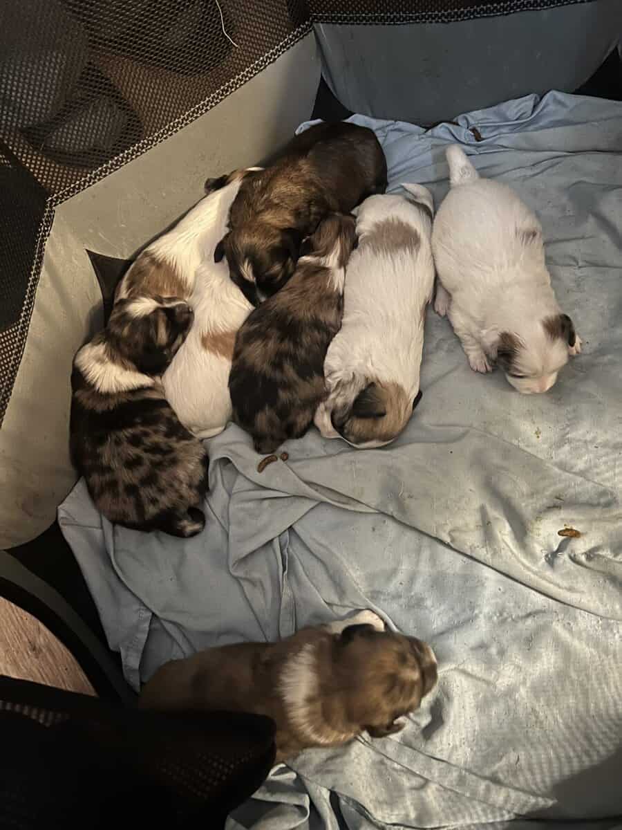 Shih tzu pups image 4