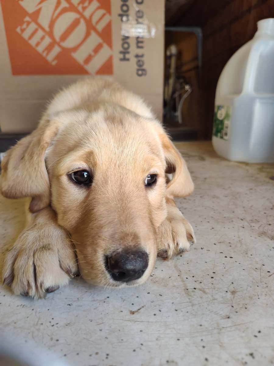 Golden Retriever and Chocolate lab pups image 11