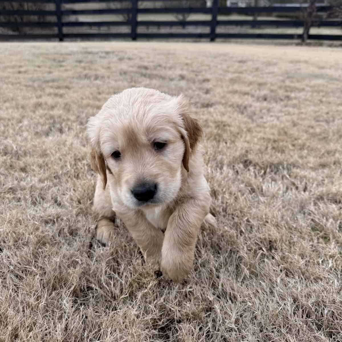 Golden Retriever Puppies image 8