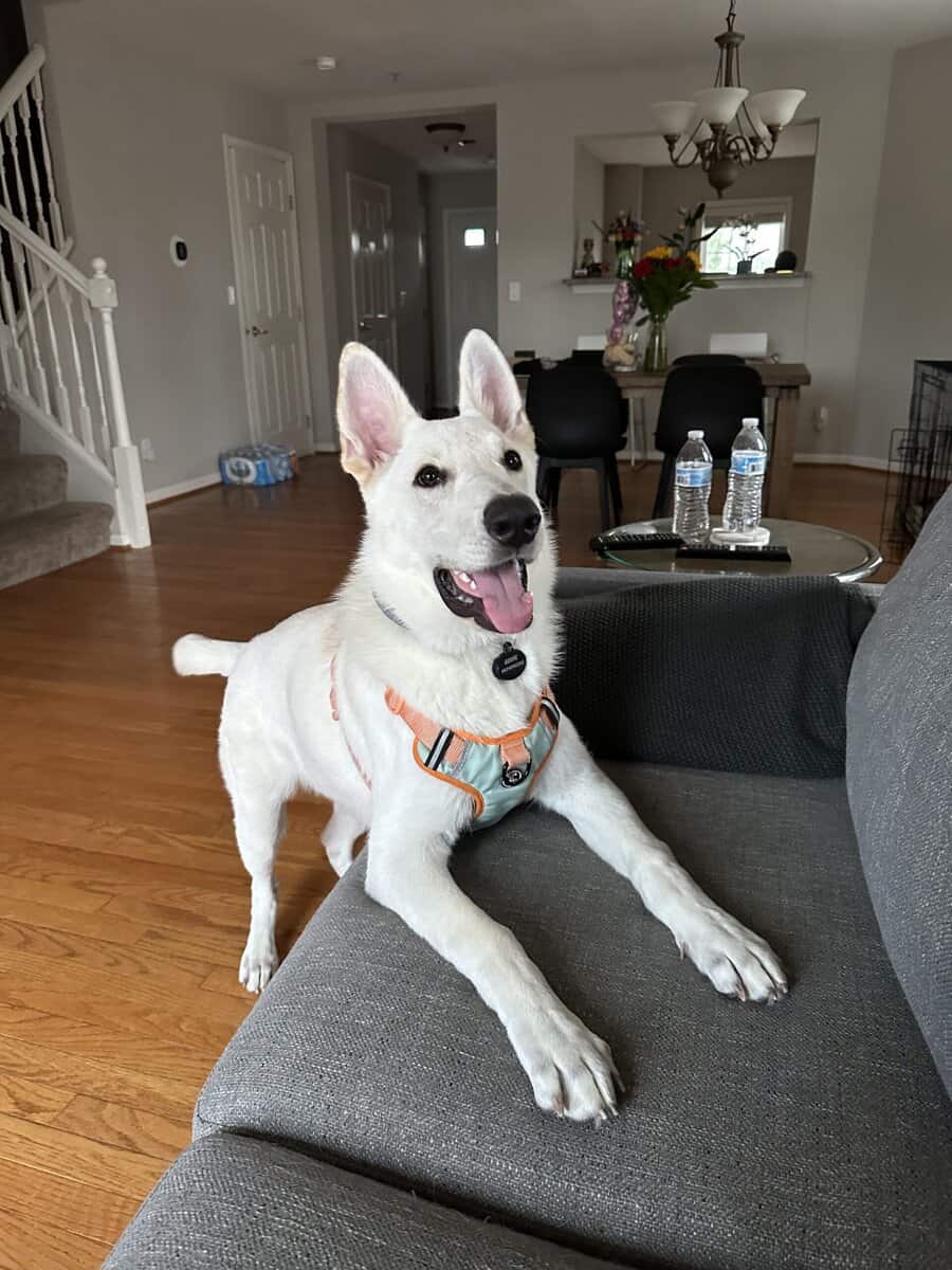 Free White GSD image 1