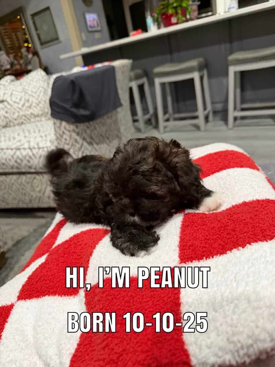 ShihPoo pups for sale image 3