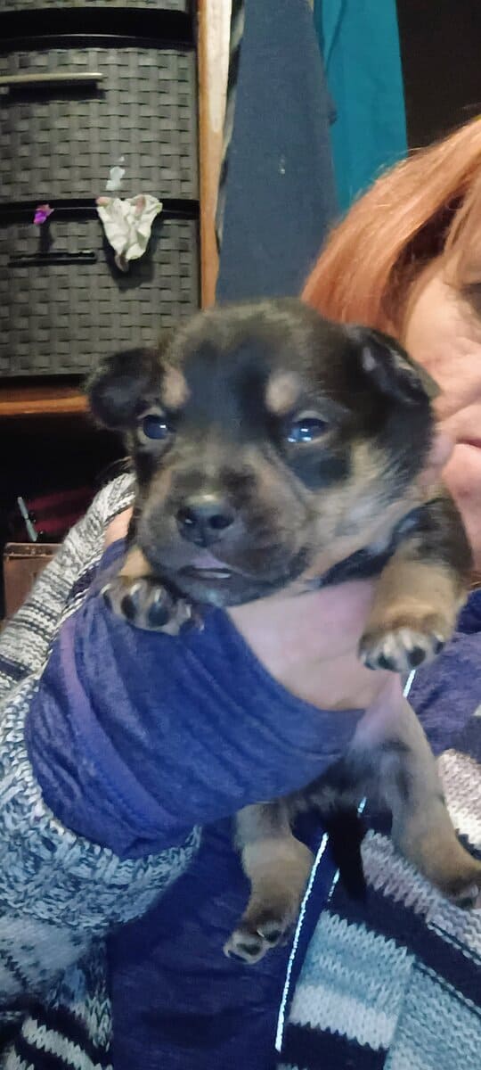 CHIWIENNIE PUPPIES READY FOR A GOOD HOME image 5