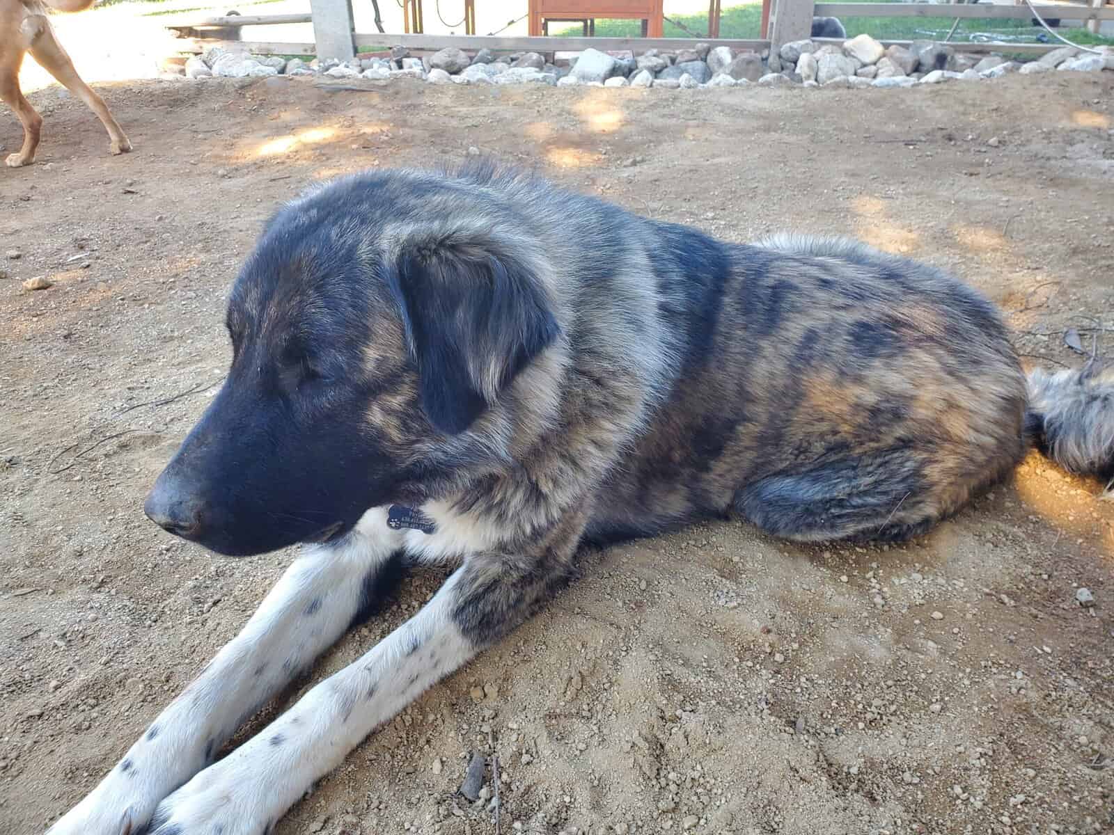 Anatolian and German Shepherd 50-50 mix image 5