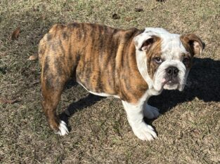 AKC Registered English Bulldog puppy