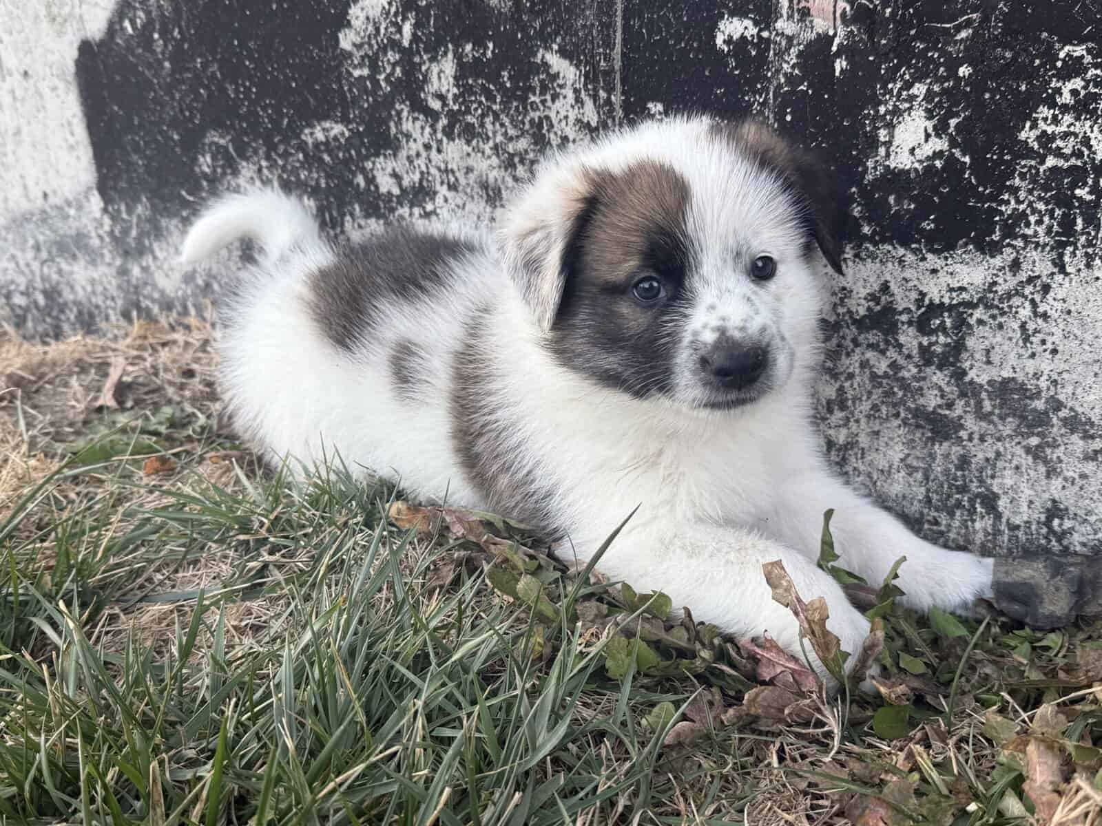 Pyrenees/Blue-Heeler image 2