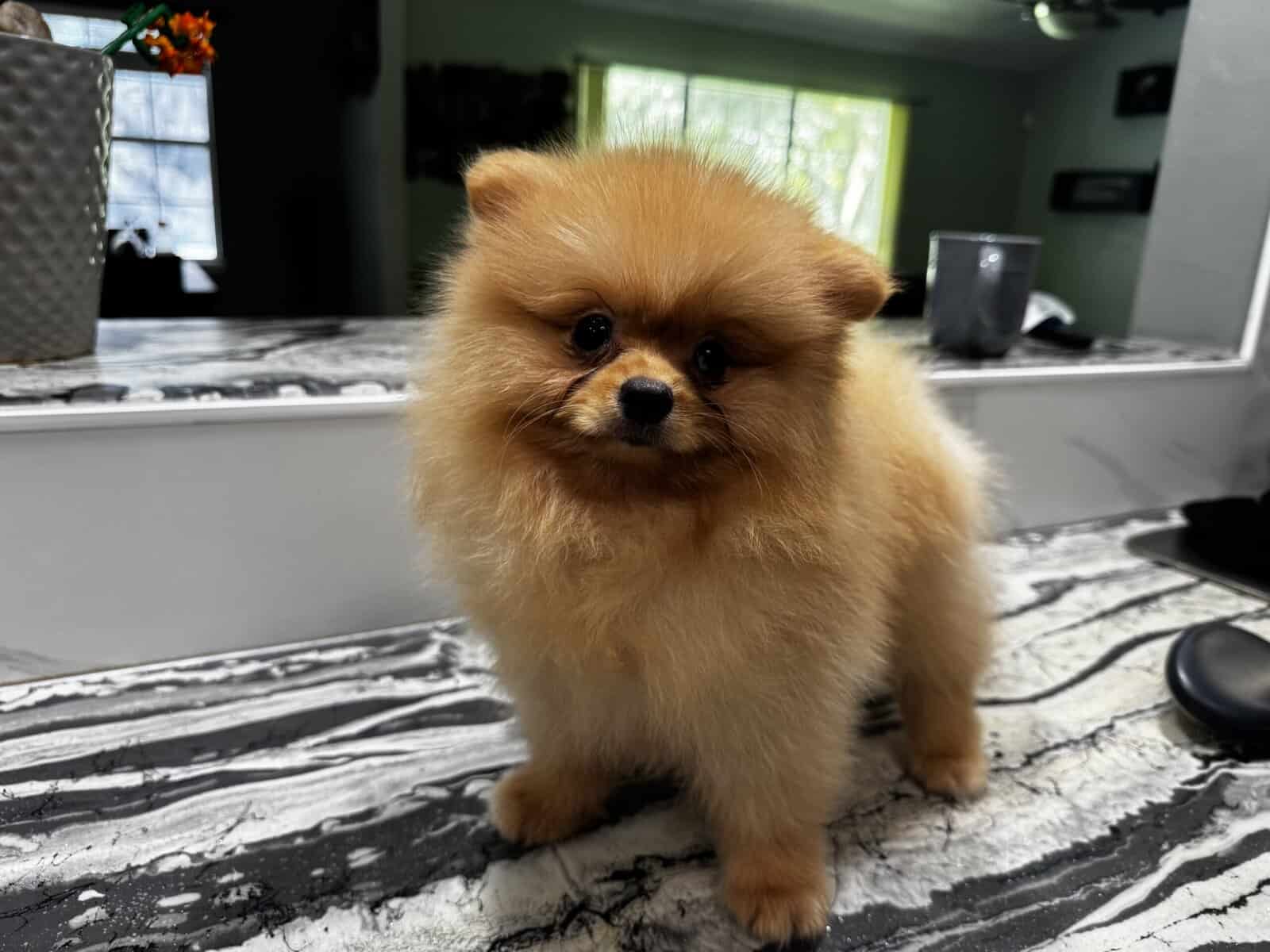 Pomeranian image 4
