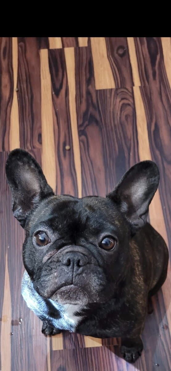 French Bulldog Female image 1