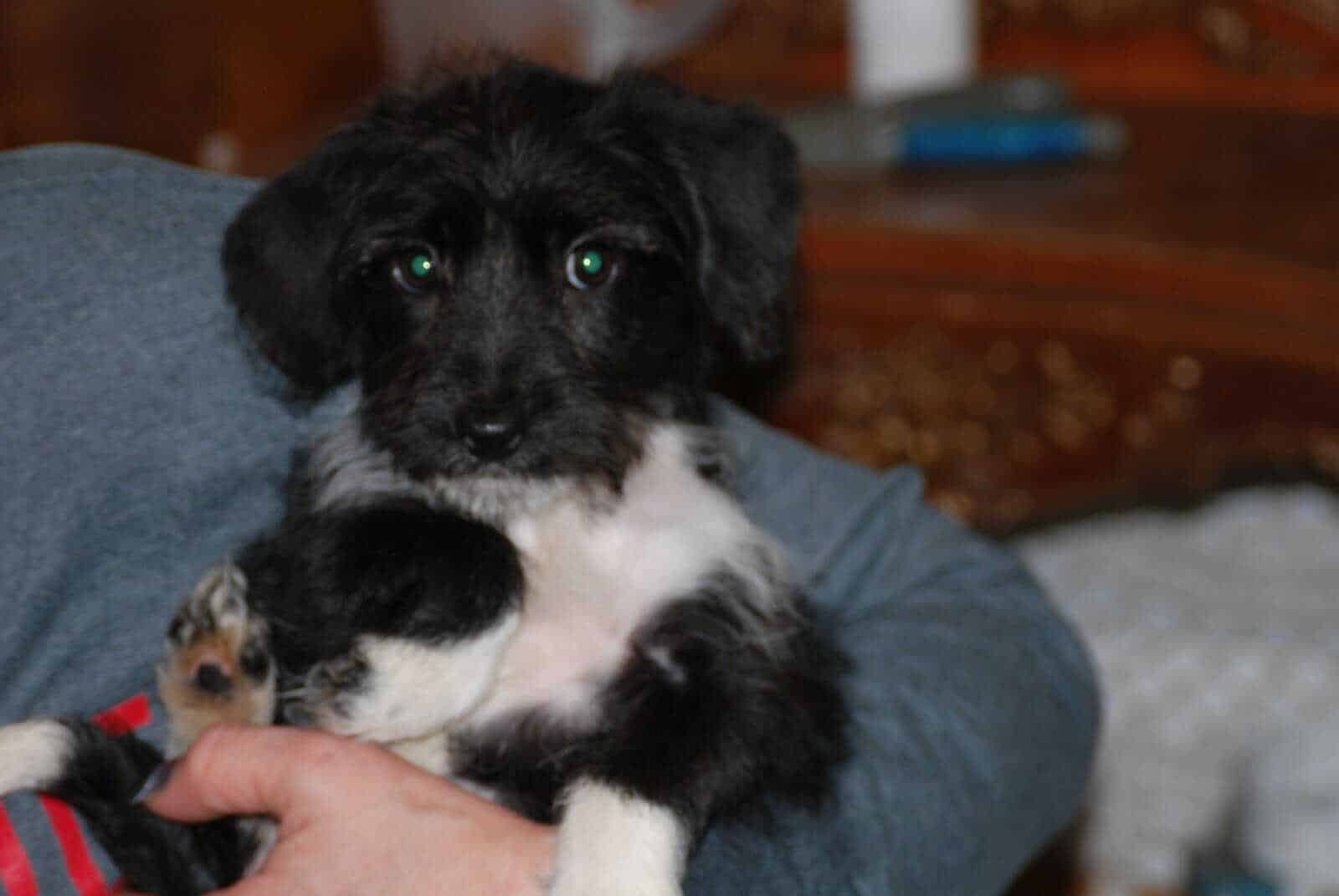 🐶 Puppies Looking for Good Homes 🐶 image 5