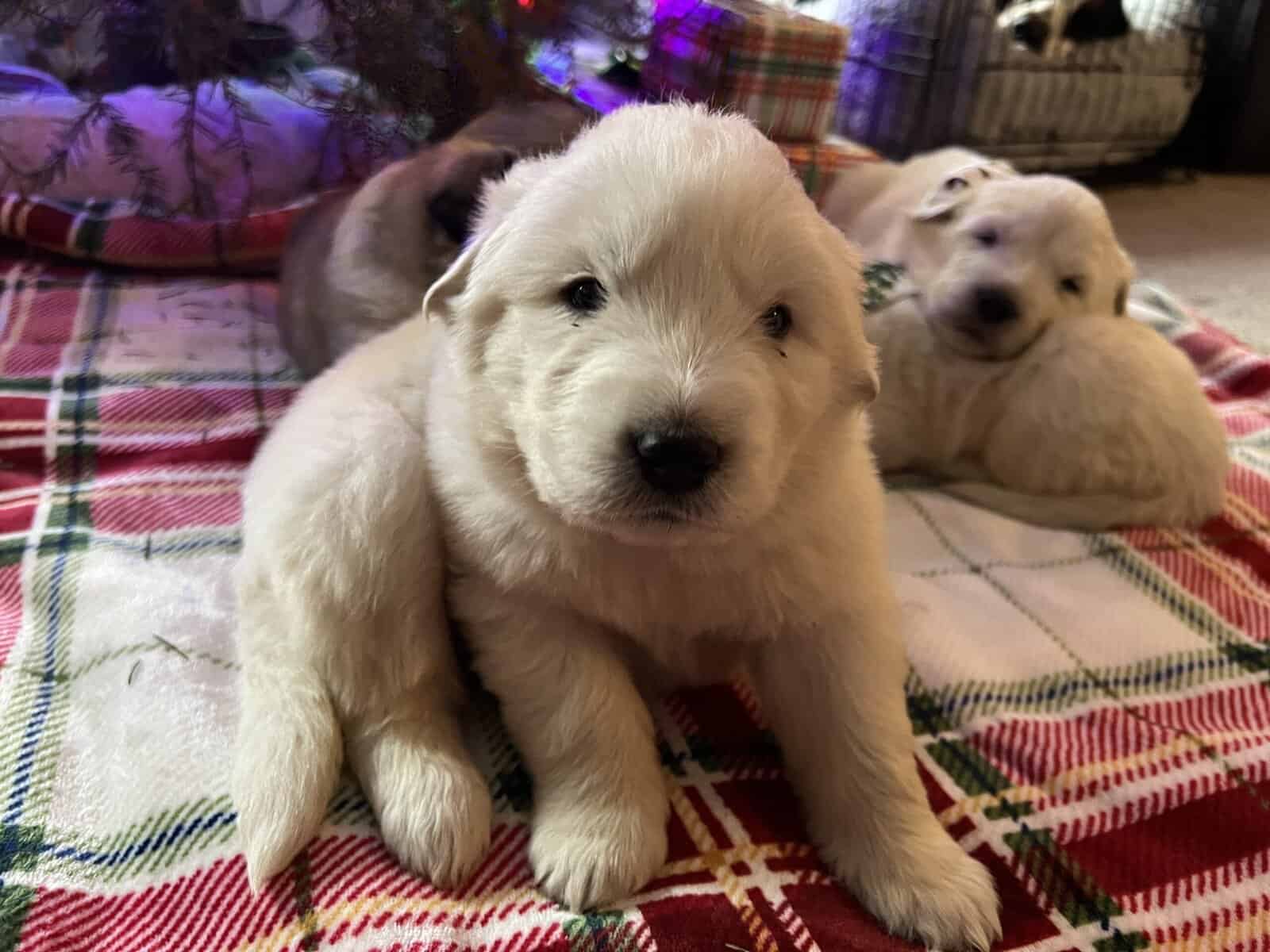 5 Farm Pups image 7