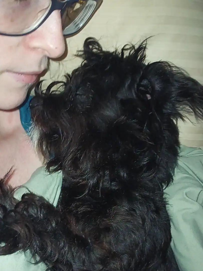 YorkiePoo image 1