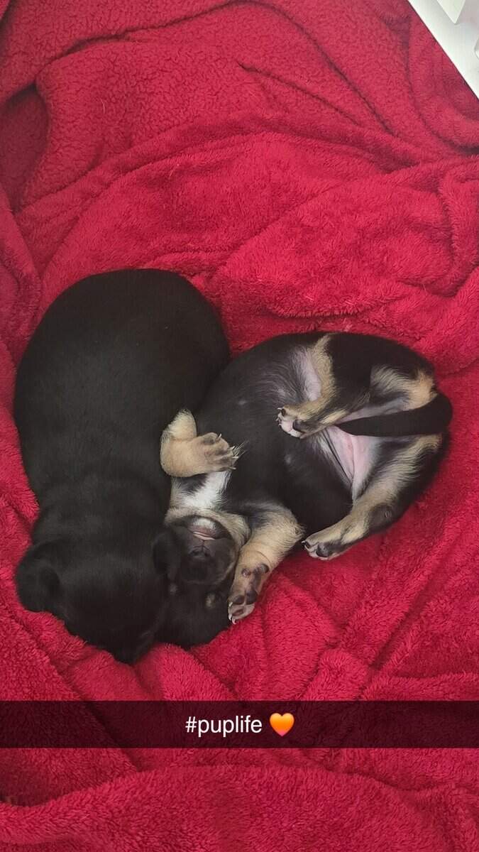 Chorkie pups for rehoming image 1