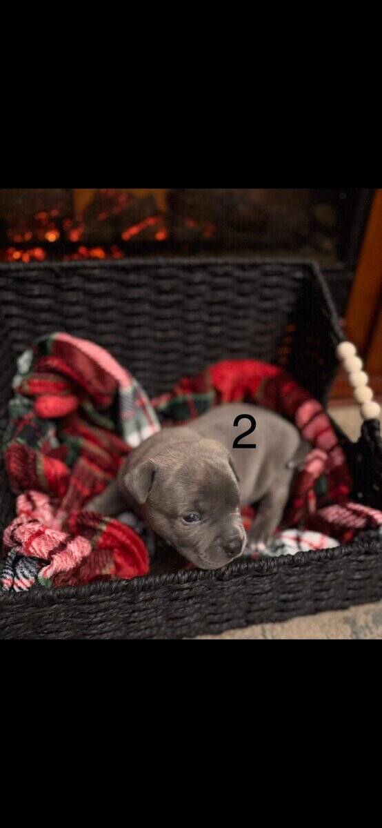American pitbull terrier puppies for sale image 2
