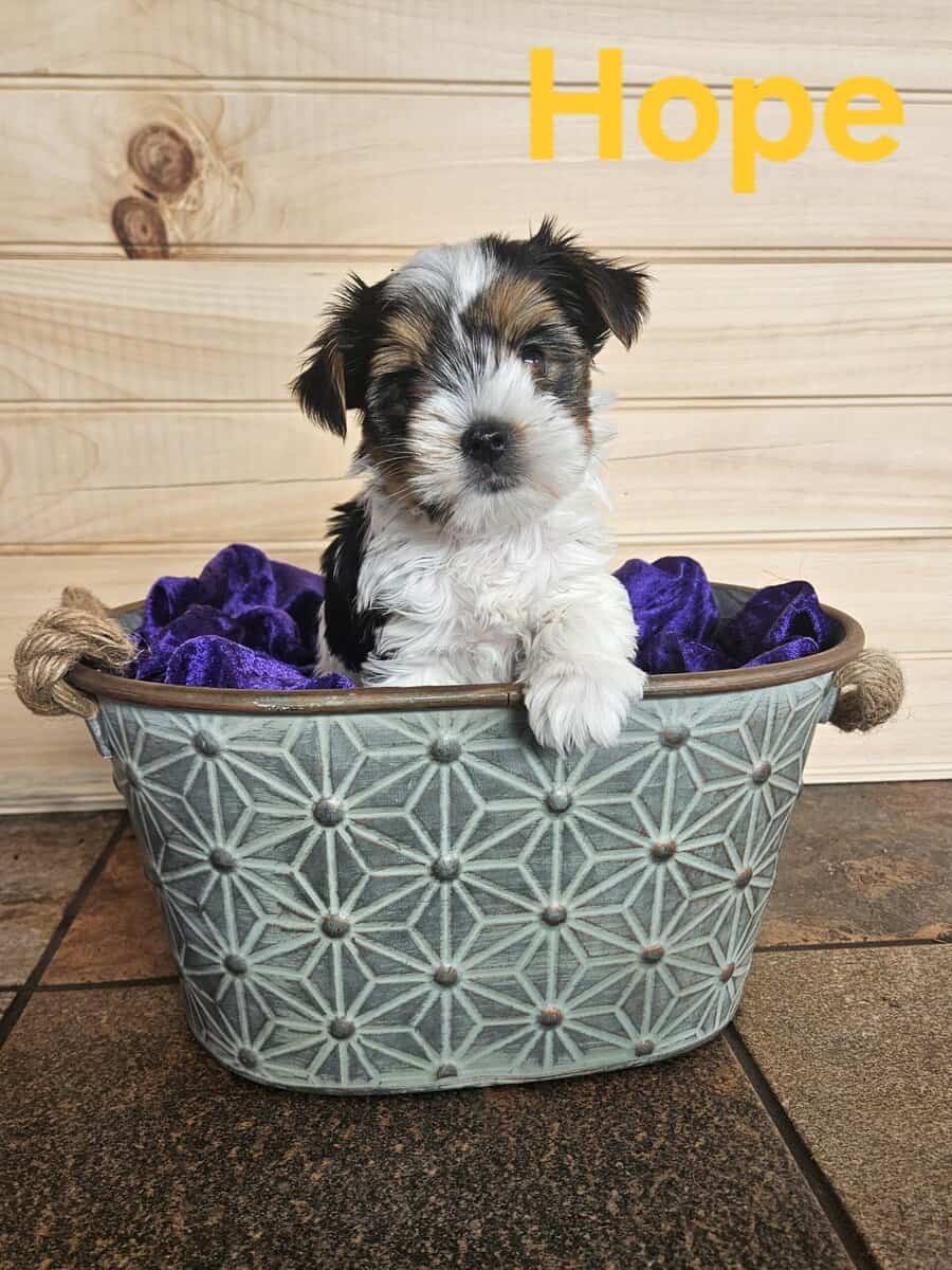 Female German Yorkie (Biewer Terrier puppy) image 1