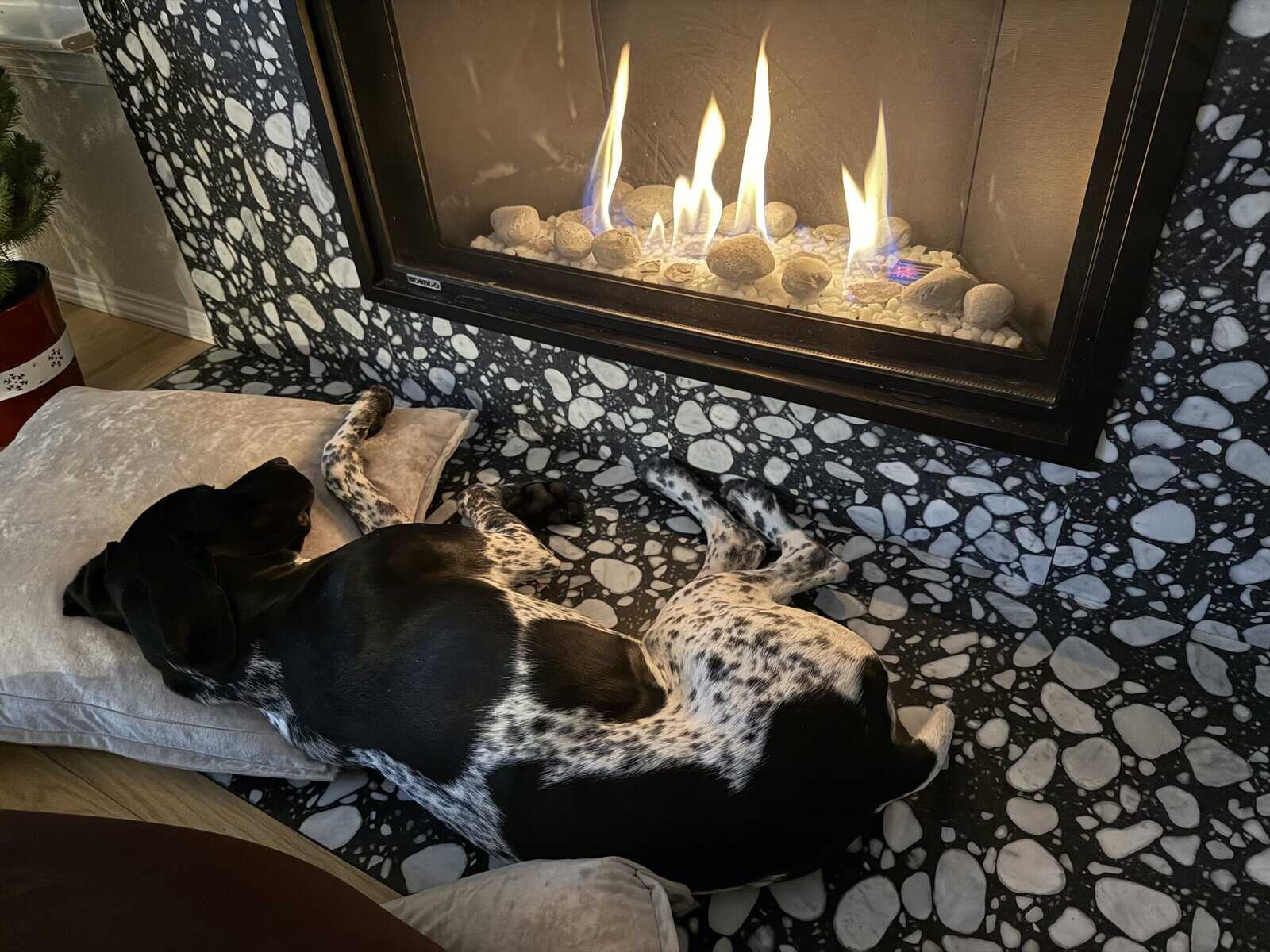 German Shorthair image 2