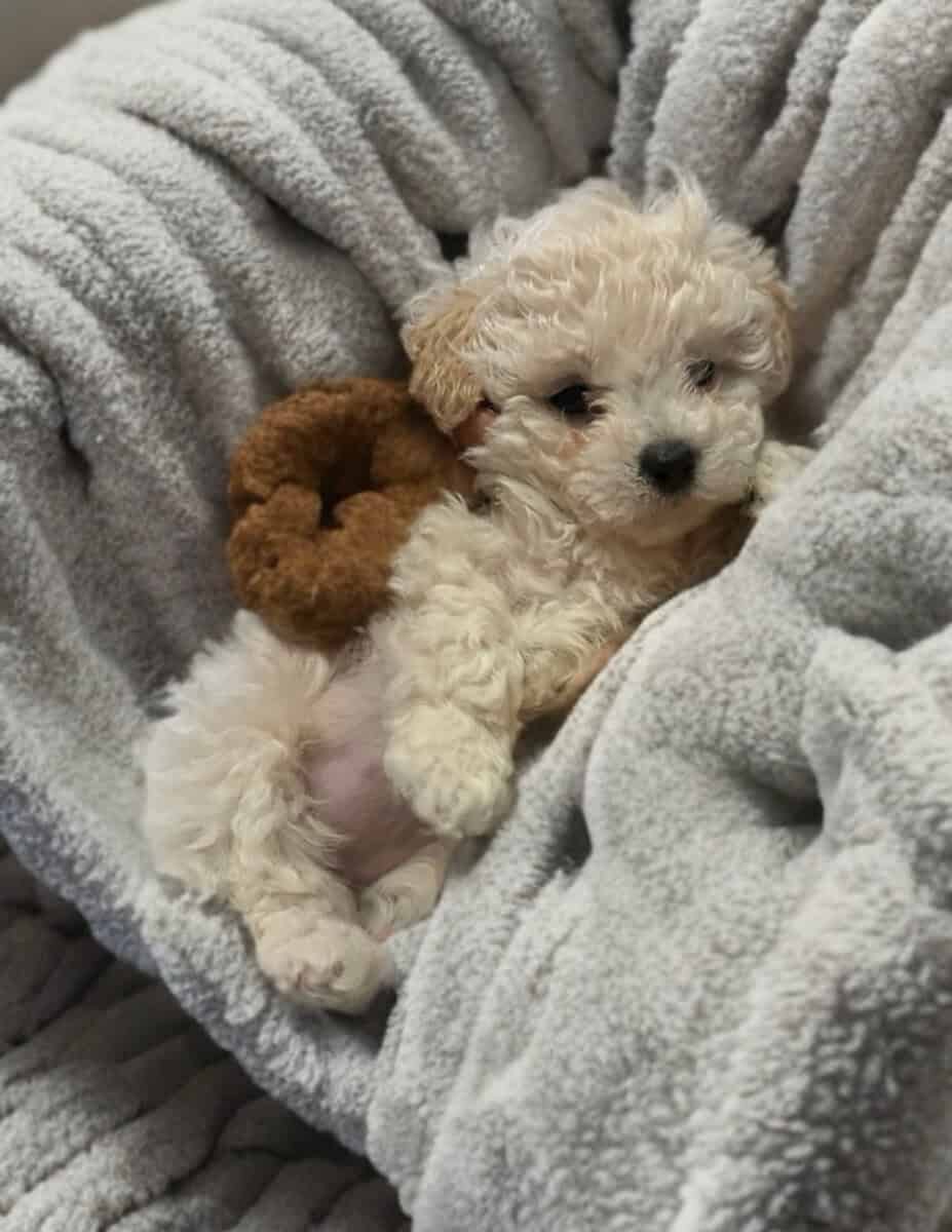 Precious Toy Poodle Puppies image 5