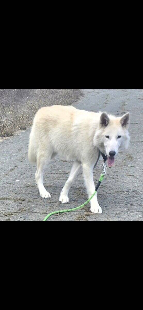 German shepherd image 2