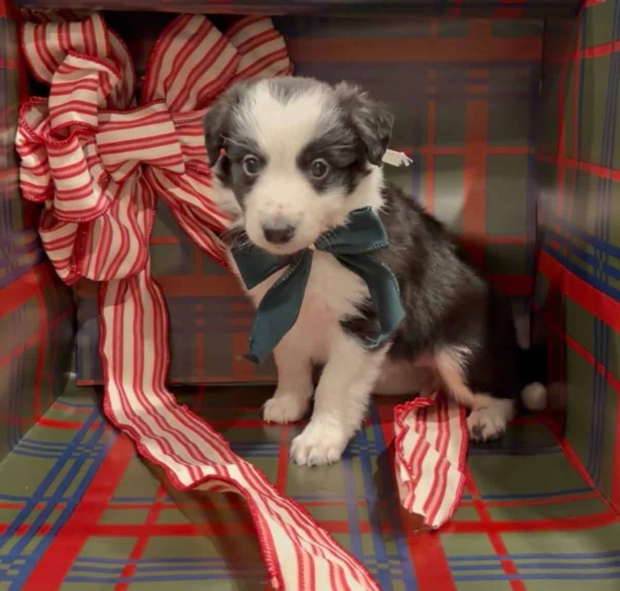 AKC BORDER COLLIES image 5