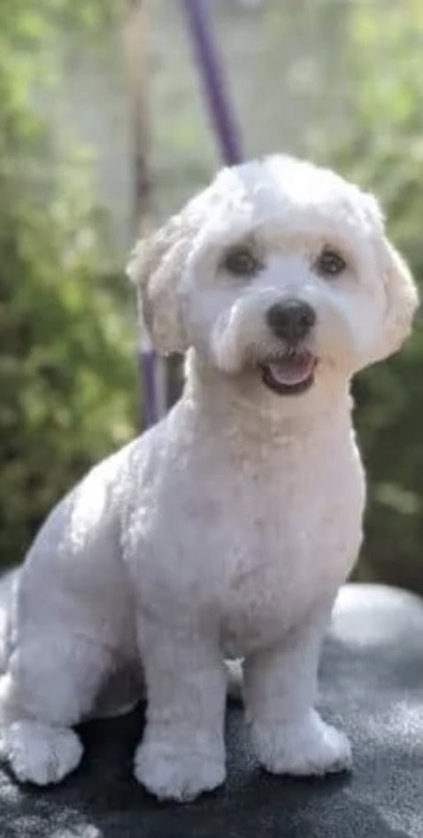 Purebred maltese for sale image 2