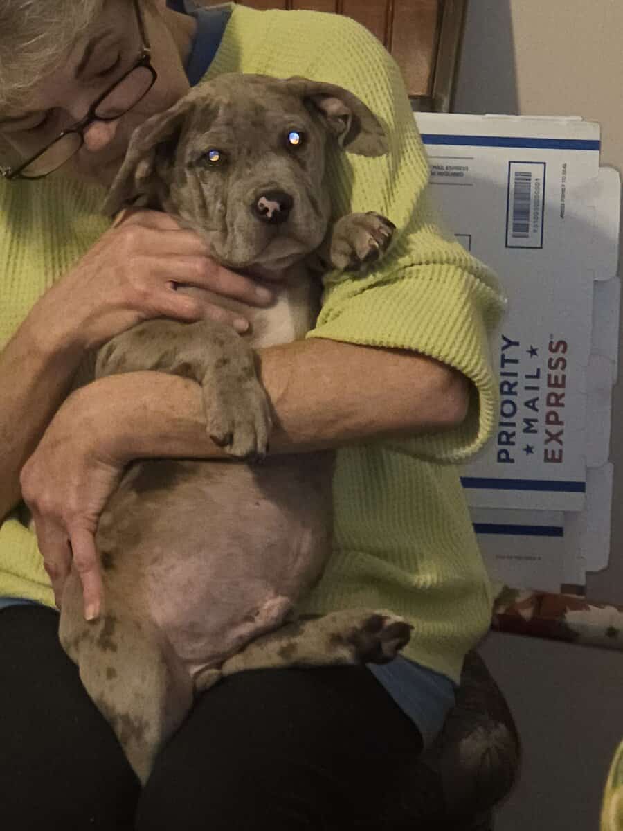 Pitbull puppies for sale image 5