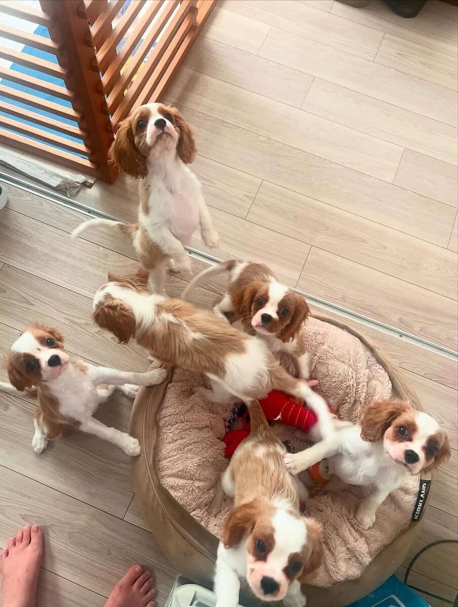 AKC Cavalier King Charles Spaniel Puppies Availabl image 3