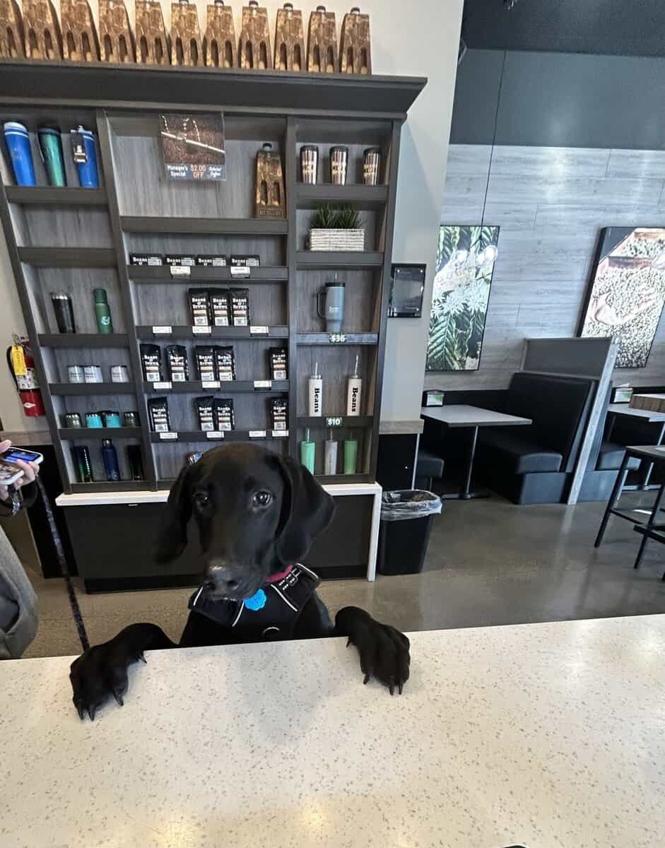 🐾 Meet Diesel – 5-Month-Old Black Lab × Doberman image 4