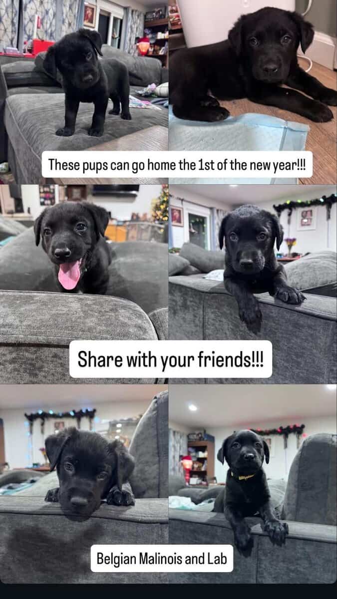 Cuddly, Sweet Belgian Malinois/Lab Puppies image 2