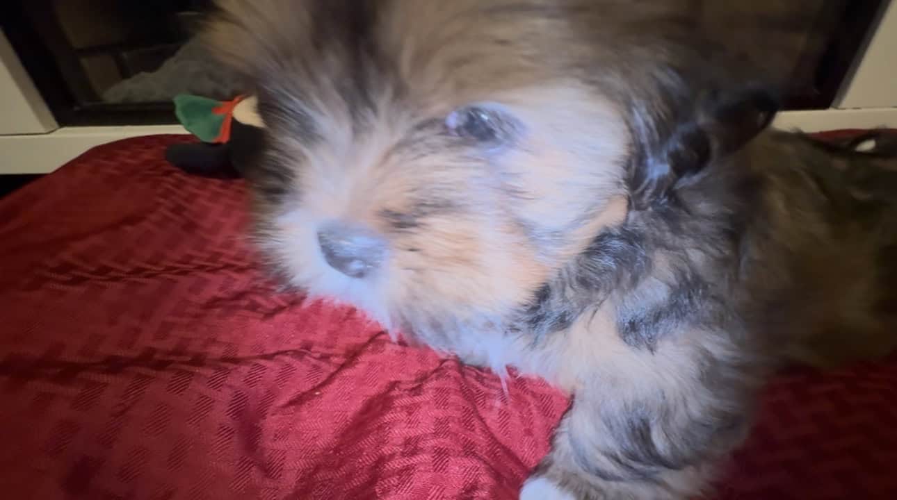 Santa’s sweetest Lhasa sidekick with video! image 2