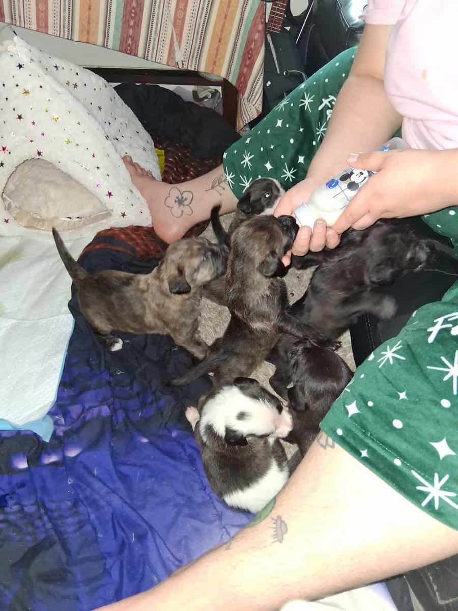 PITOODLE PUPPIES image 15