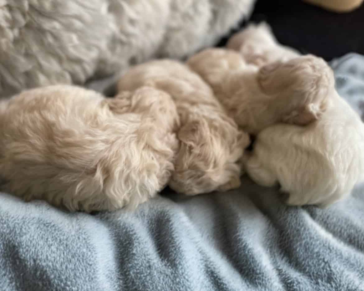 Precious Toy Poodle Puppies image 3