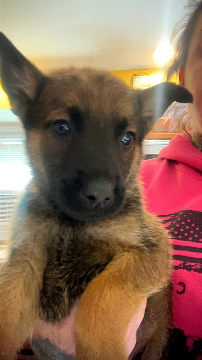 Malinois Pups ready for the holidays image 7