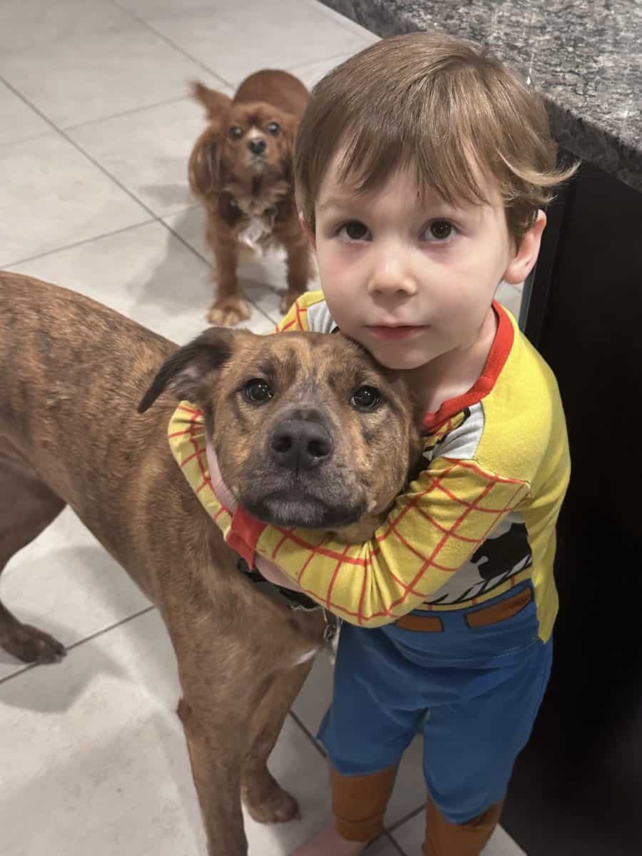 Black Mouth Cur image 4