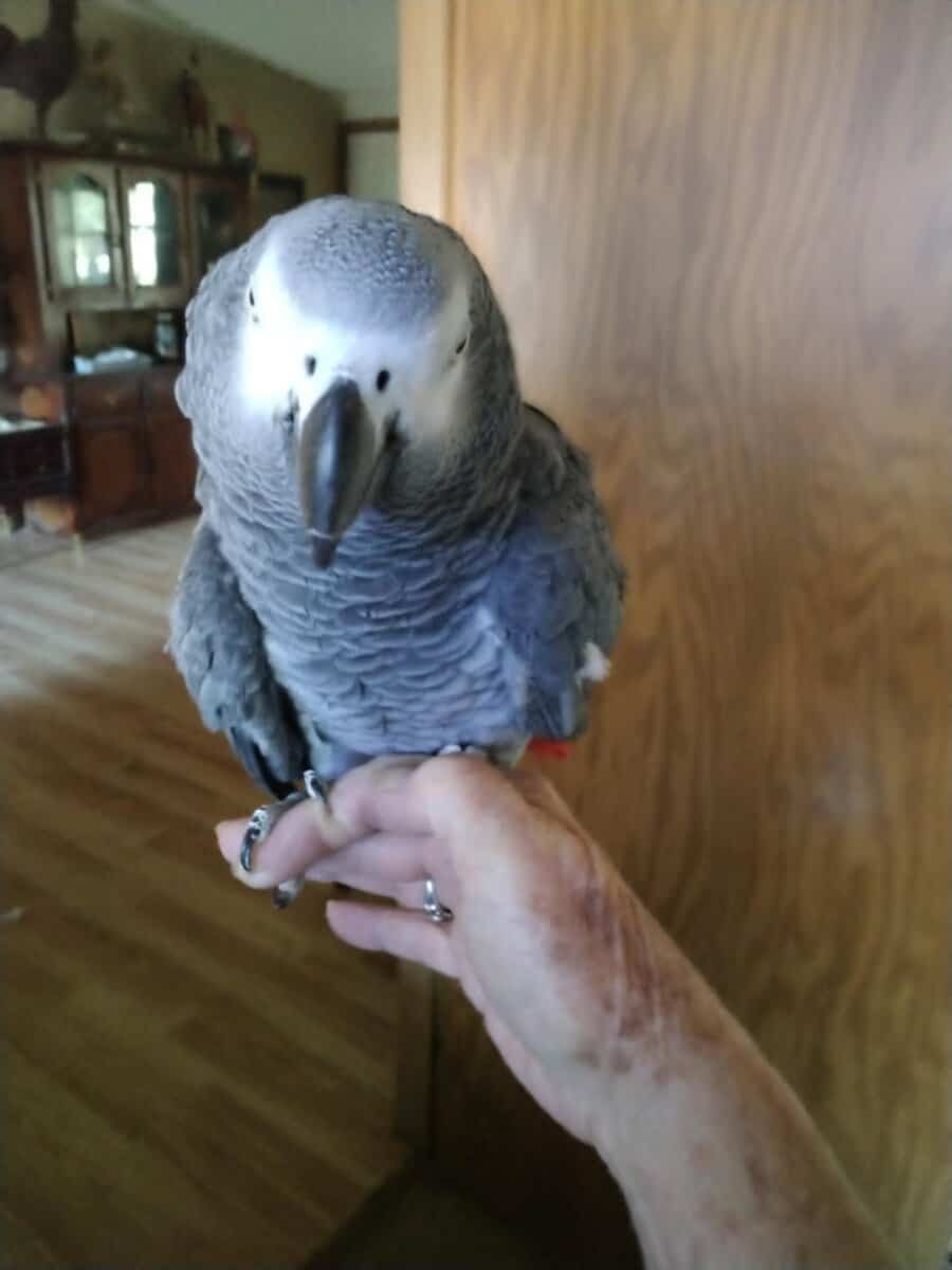 Friendly African Grey image 1