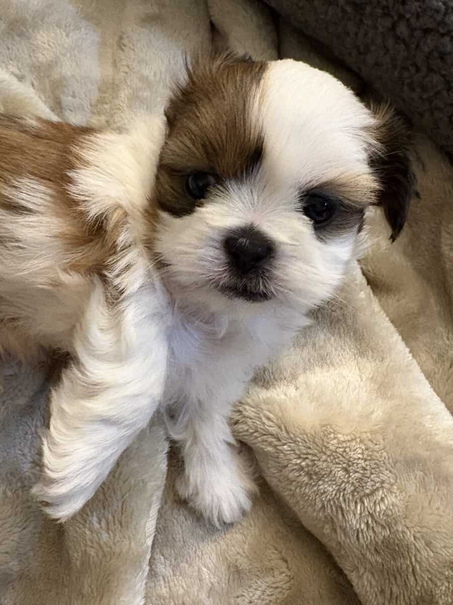 Male shih tzu $1000 image 2