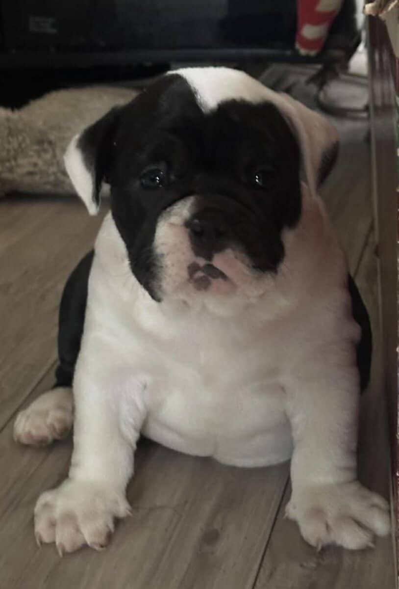 Female olde English bulldog image 2