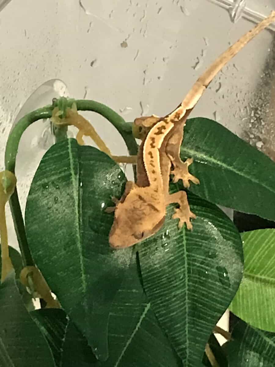 Crested Gecko + Terrarium and Supplies image 6