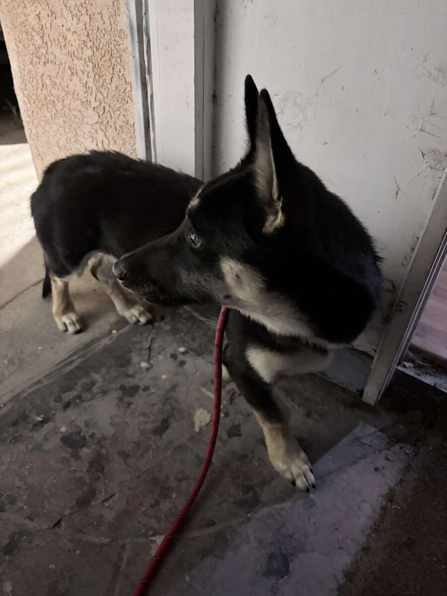 Corgi shepherd puppy image 2