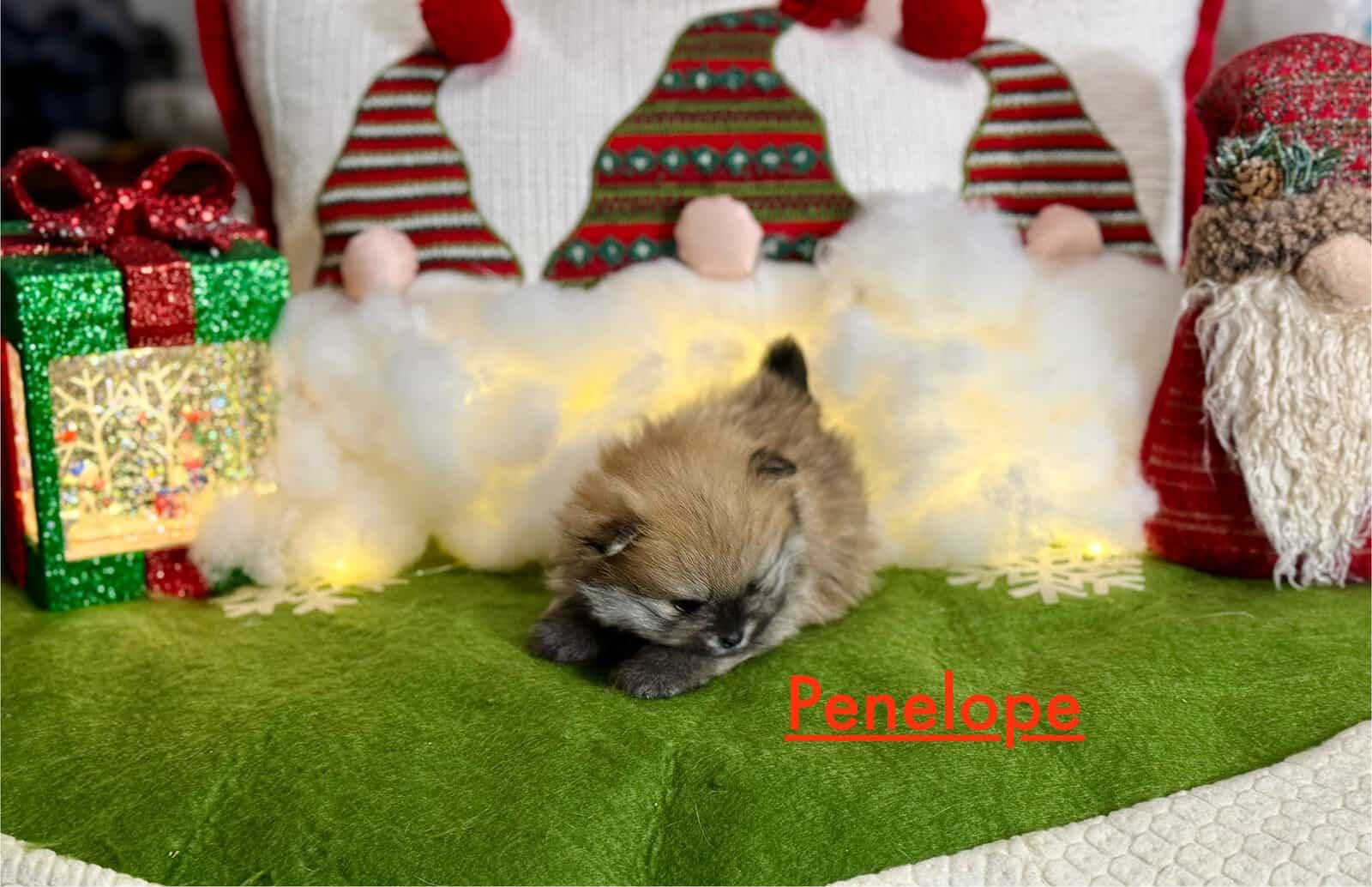 Adorable Pomeranian Puppies image 9