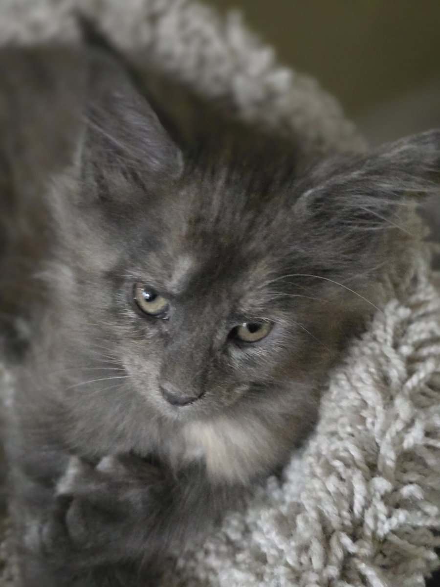 Maine Coon Kitten TICA registered cattery XMAS image 3