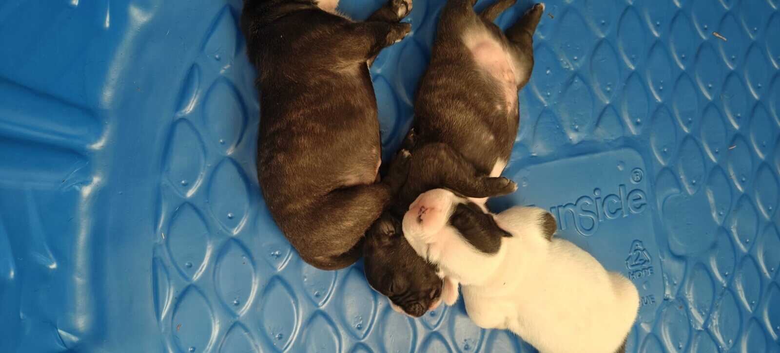 Levitt bulldogge / French bulldog hybrids image 13