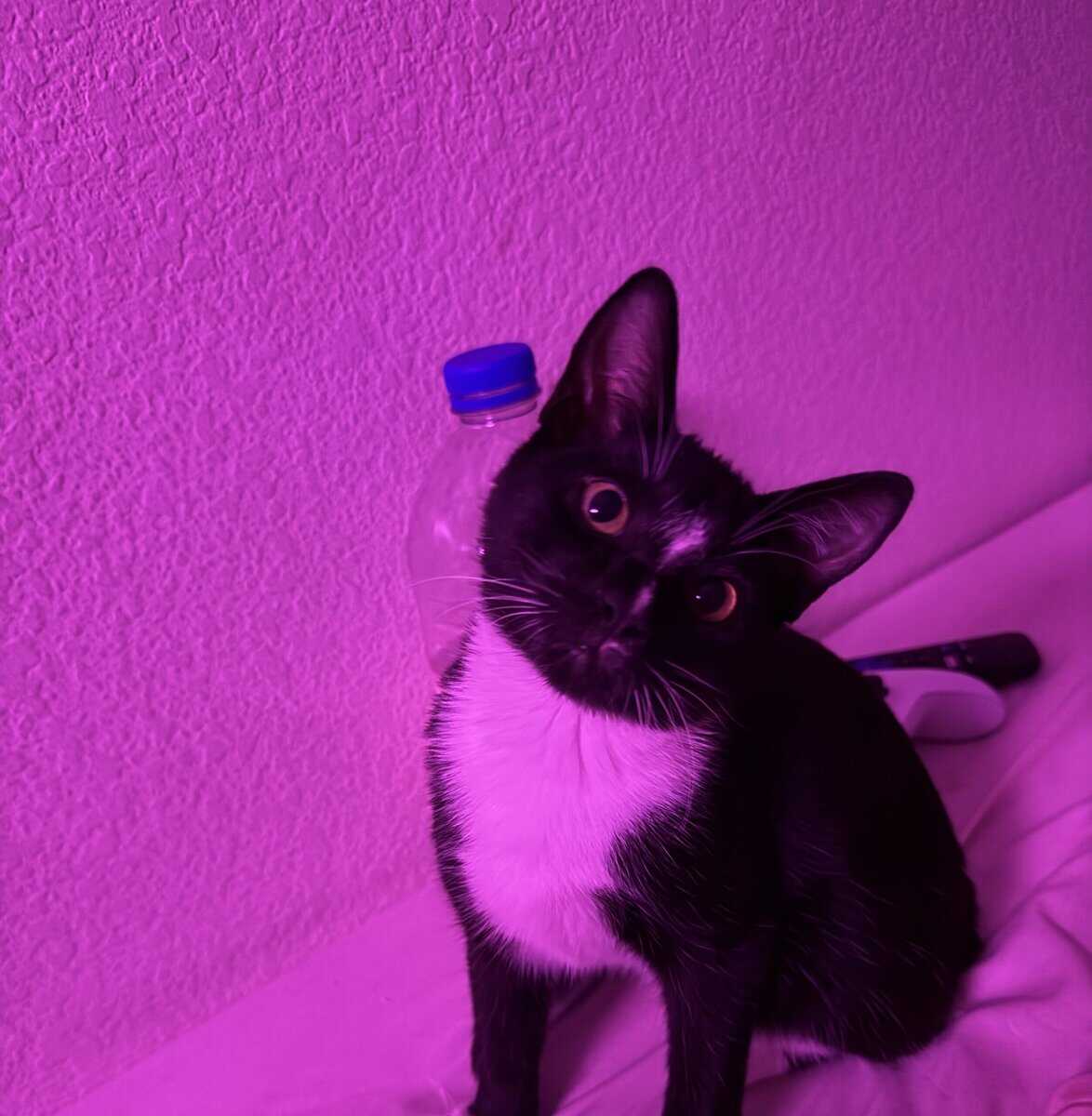 Giving away a 6 month old tuxedo cat image 2