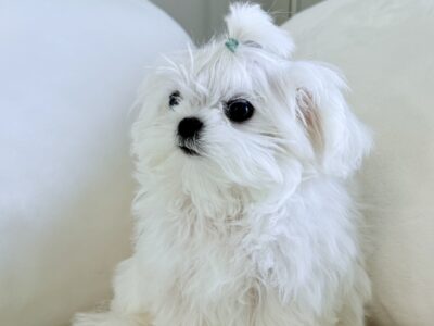 Mini Maltese , baby face