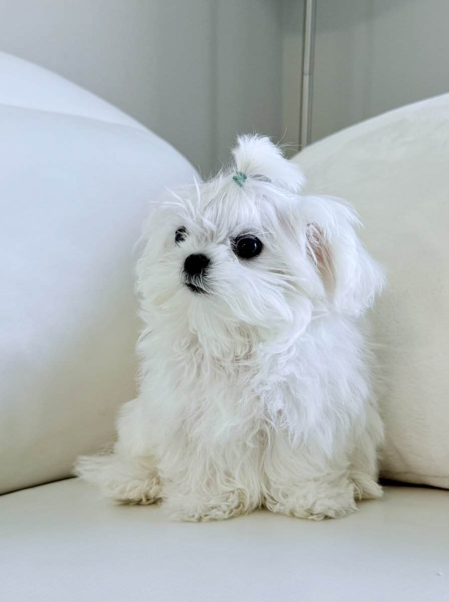 Mini Maltese , baby face image 1