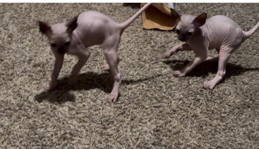 Sphynx kittens (Hairless) image 10