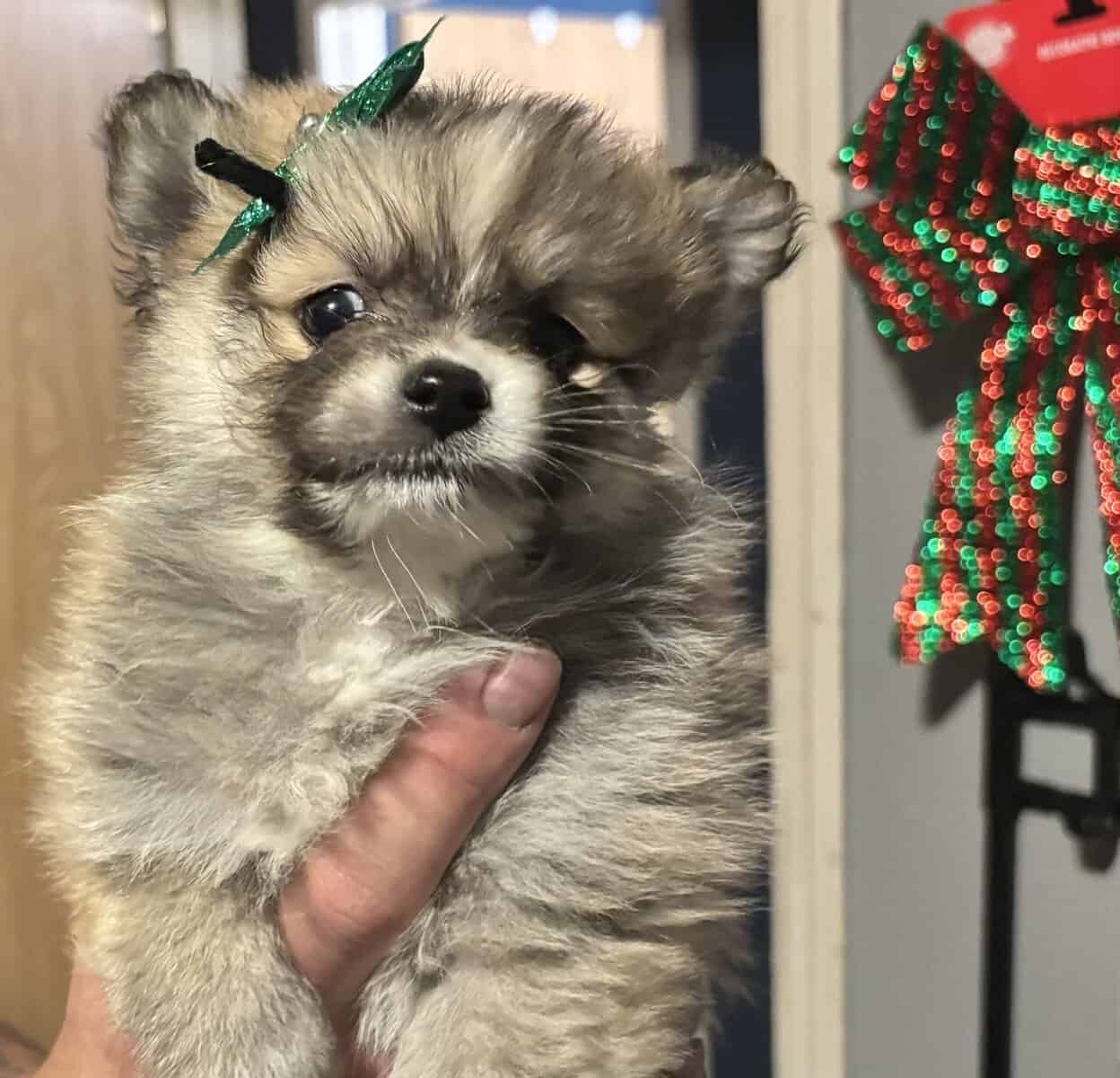 Pomeranian puppies image 12