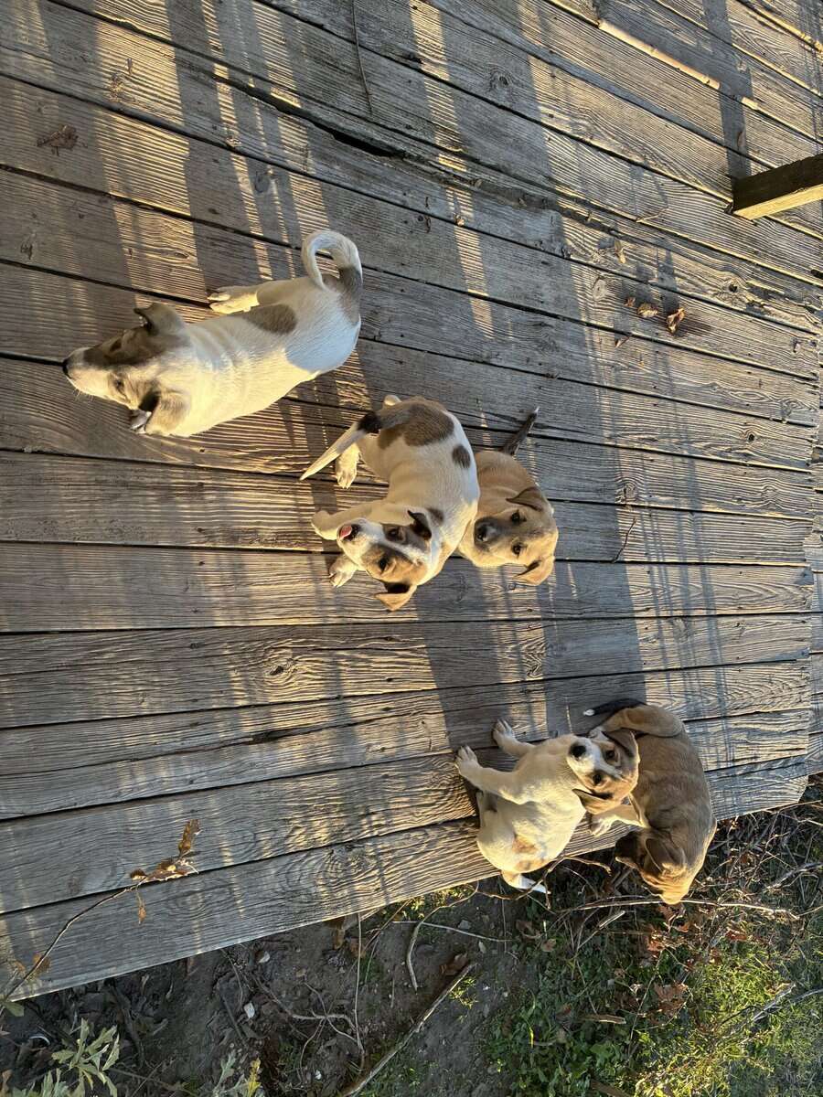 Five Great Pyrenees/hound mix puppies to good home image 2