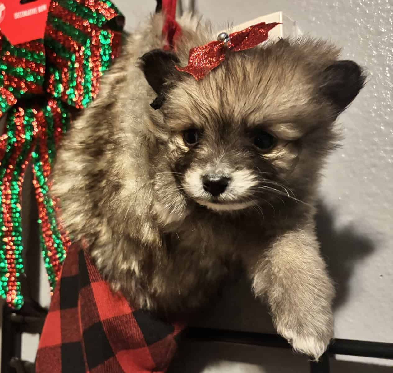 Pomeranian puppies image 11