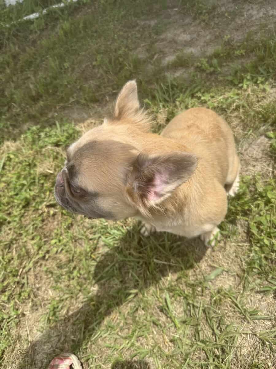 Fluffy female frenchie image 4